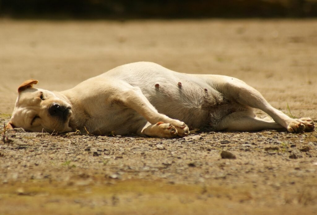 dog